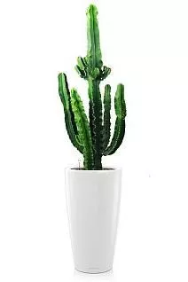 Кактус Эуфорбия Ингенс RONDO 40/190 см, белый блестящий