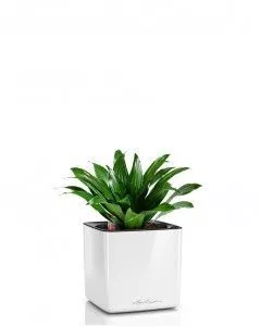 Драцена Компакта в CUBE GLOSSY 14