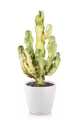 Эуфорбия Ингенс в CLASSICO COLOR 35, белый