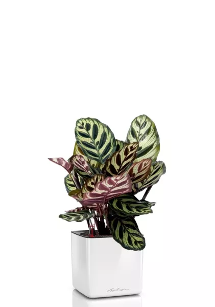 Калатея Макояна 12/35 см в CUBE GLOSSY 14