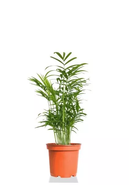 Хамедорея Элеганс 9/30 см