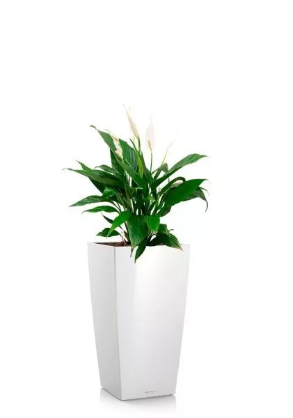 Спатифиллум Вариегатный 17/60 см в CUBICO COLOR 22