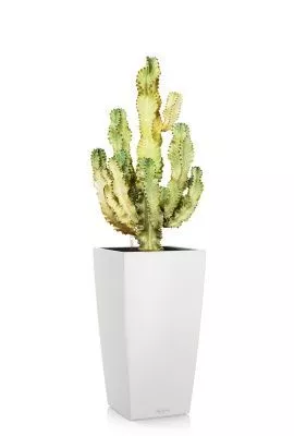 Эуфорбия Ингенс в CUBICO COLOR 40