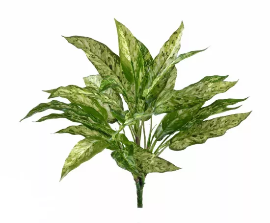 Аглаонема зелено-желтая