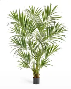 Пальма Кентия (Ховея)