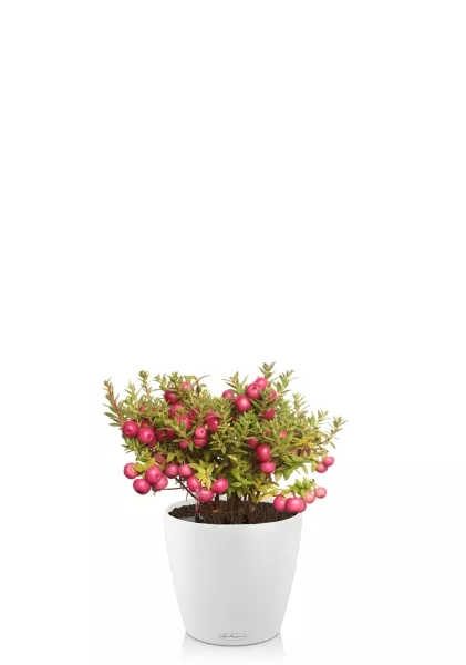 Гаультерия 14/30 см в CLASSICO COLOR 18