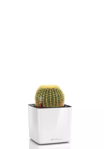 Эхинокактус Грузони 7/8 см в CUBE GLOSSY 14