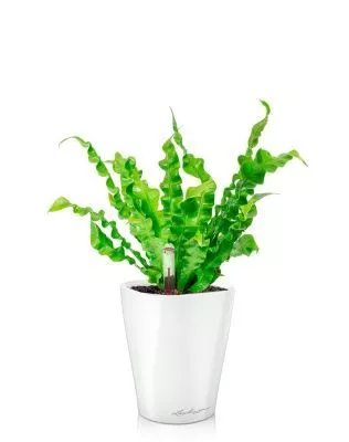 Асплениум Криспи 9/15 см в MINI DELTINI 10, белый блестящий