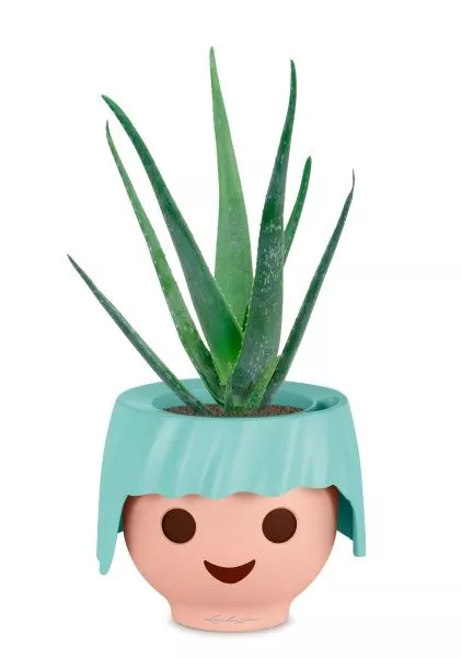 Алоэ Вера в OJO