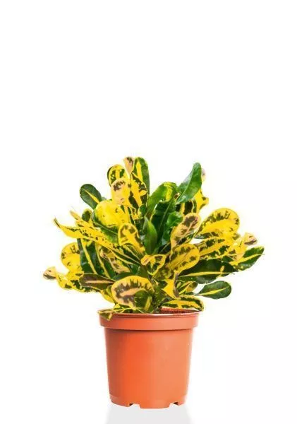 Кротон Еллоу 12/30 см