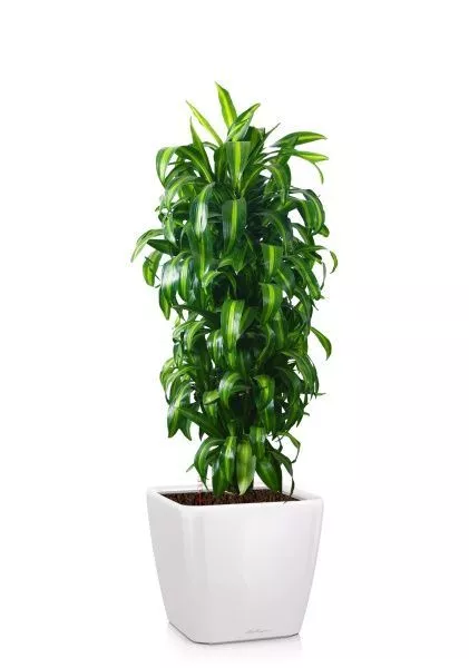 Драцена Гавайская бранч 30/160 см в QUADRO LS 35