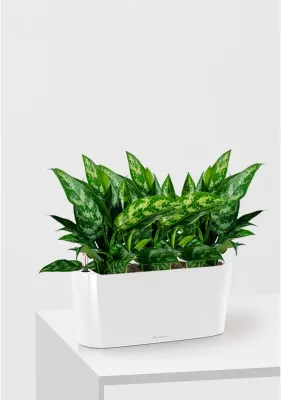 Аглаонема Мария DELTA 20/35 см, Белый блестящий