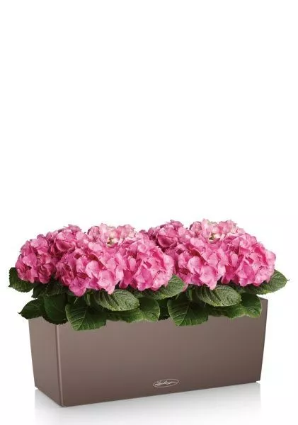 Гортензия розовая в BALCONERA 50