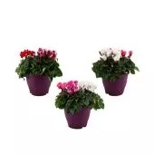 Цикламен Carnaval d19 см h30 см