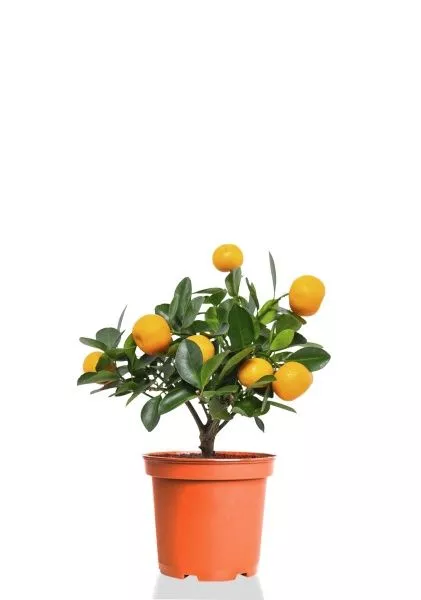 Цитрус Каламондин 12/30 см