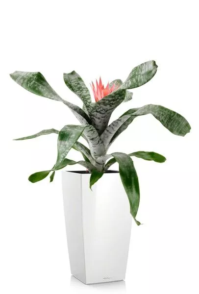 Эхмея 17/50 см в CUBICO 22