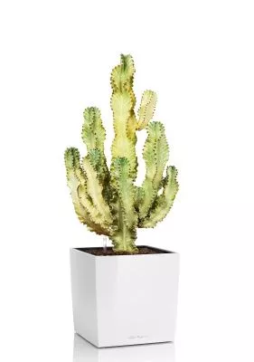 Эуфорбия Ингенс в CUBE 40, белый блестящий