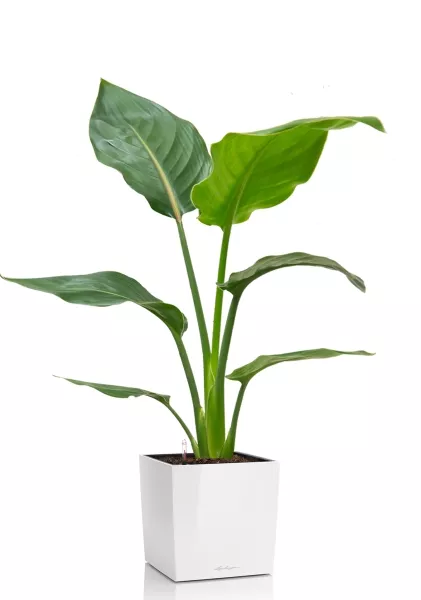 Стрелиция Регина 24/100 см в CUBE 30