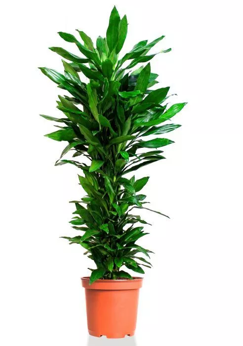 Драцена Джанет Линд бранч 31/150 см