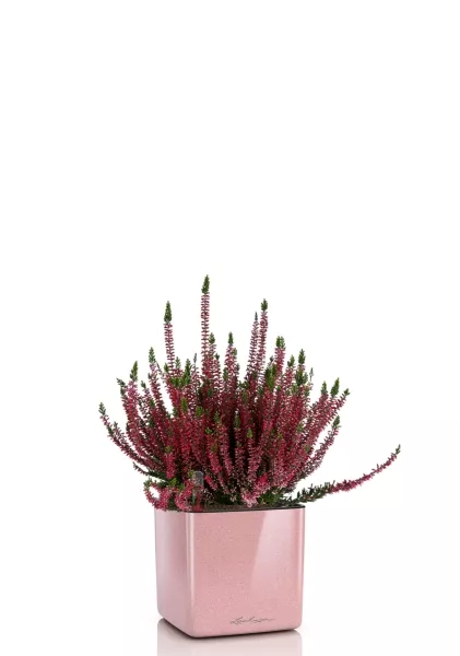 Вереск (Эрика) бордовый в CUBE GLOSSY KISS 14