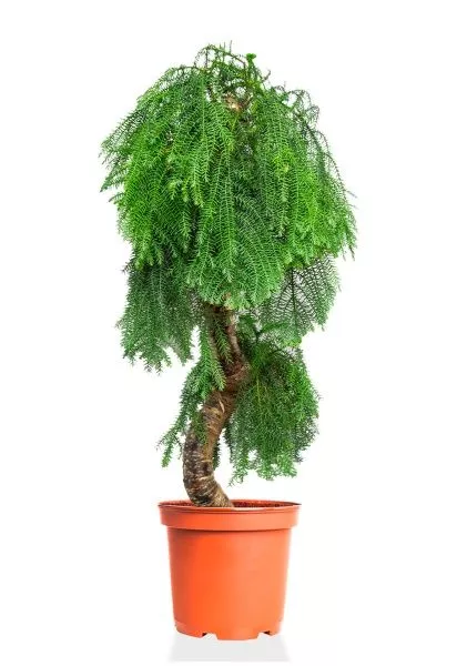 Араукария бонсай 45/140 см