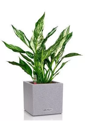 Спатифиллум вариегатный (без соцветий) 12/40 см в CANTO STONE 14, серый камень