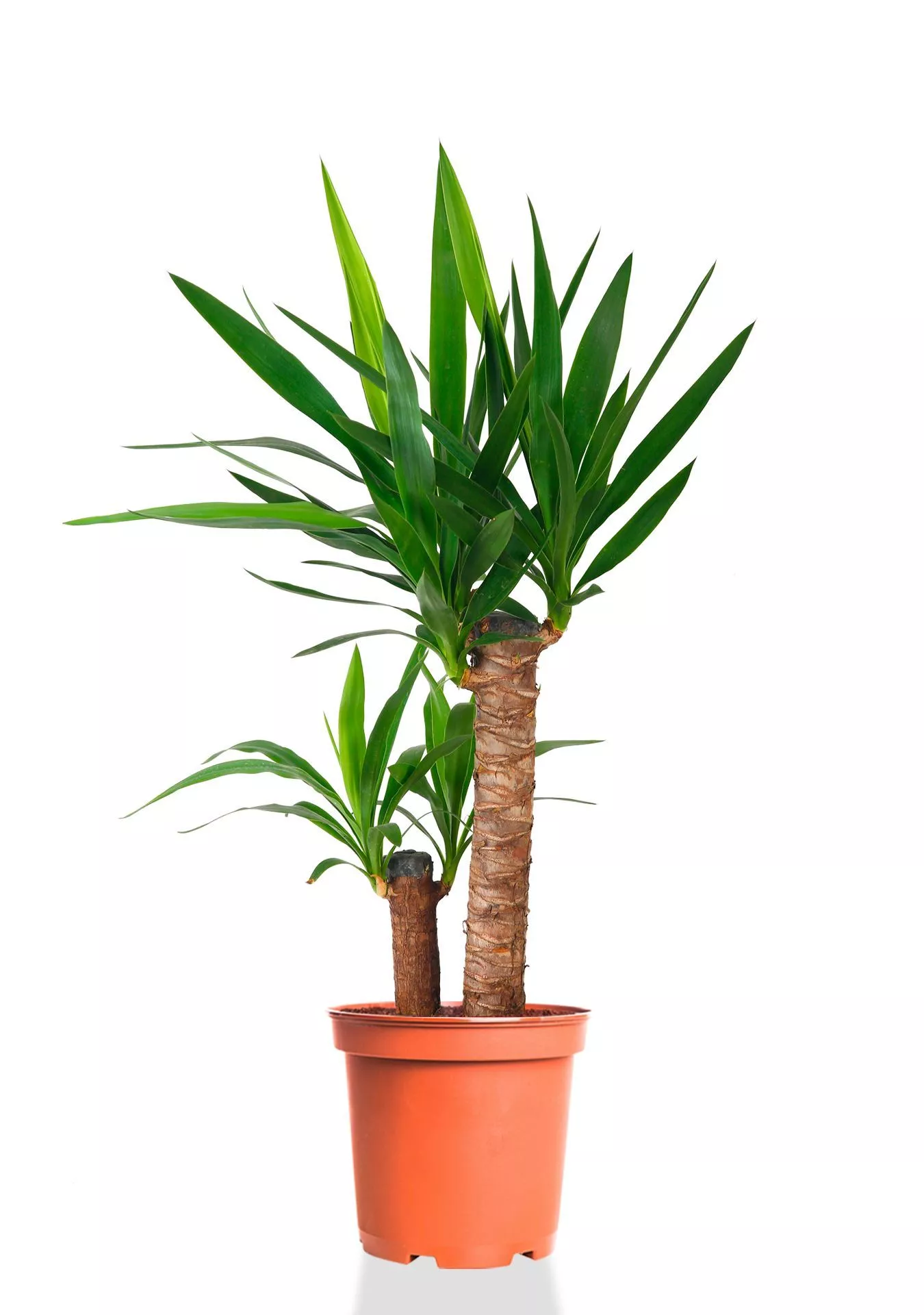 Юкка 2 ствола 17/80 см