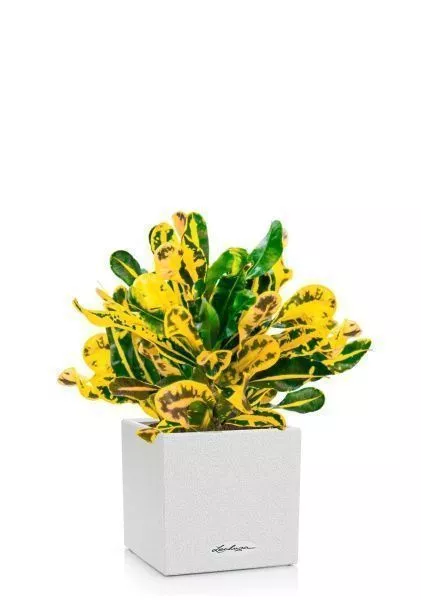 Кротон Еллоу в CANTO STONE 14