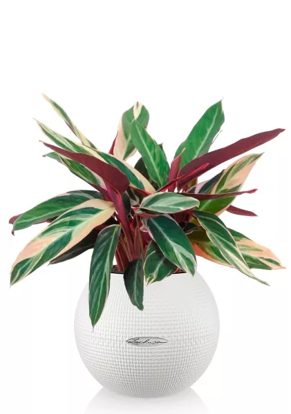 Строманта 12/40 см в PURO 20