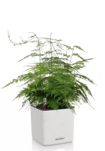 Аспарагус в CUBE COLOR 14