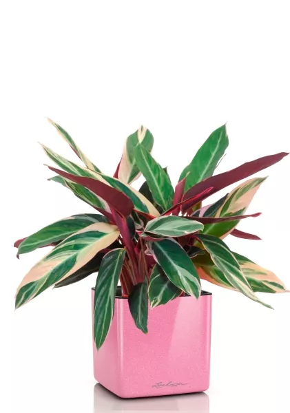 Строманта 12/40 см в CUBE GLOSSY KISS 14