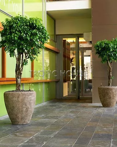 Фикус Колумнар 55/200 см