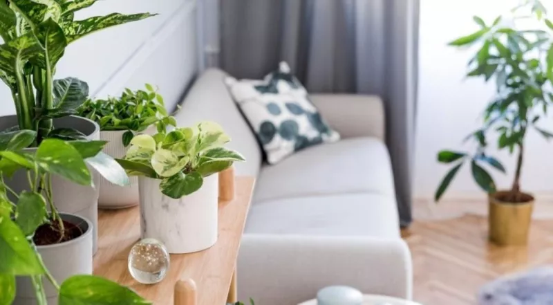 7 красивых и удобных способов разместить комнатные растения в интерьере