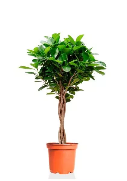 Фикус Моклейм 21/90 см