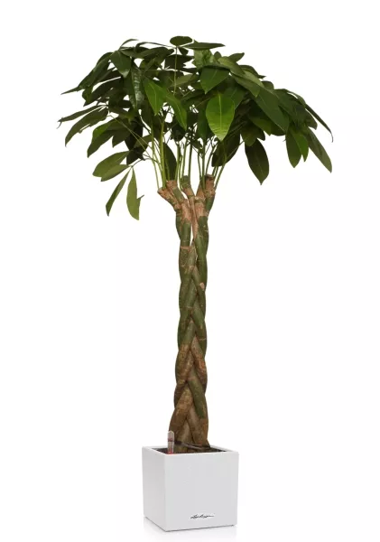 Пахира 27/170 см в CANTO STONE LOW 30