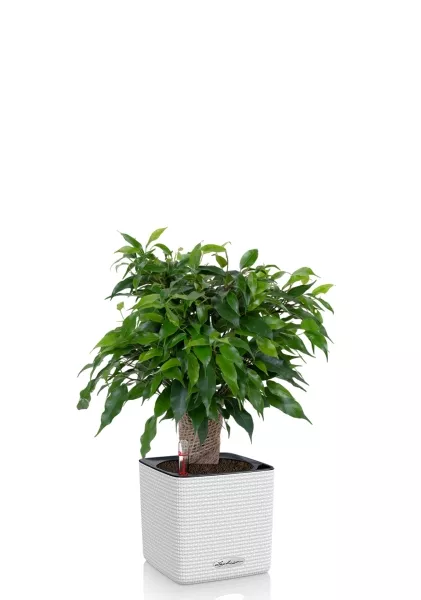 Фикус Бенджамина Грин Кинки в джуте 12/30 см в CUBE COLOR 16