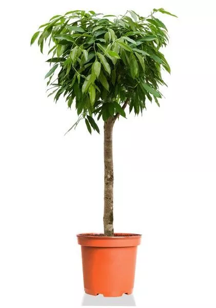 Фикус Амстел Кинг на штамбе 31/140 см