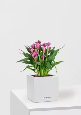 Калла микс 12/35 см в CANTO STONE 14, песочный белый