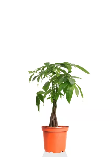 Пахира Акватика косичка 14/50 см