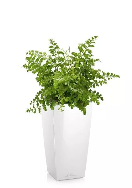 Папоротник Парвати в MAXI CUBI