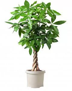 Пахира Акватика 27/160 см