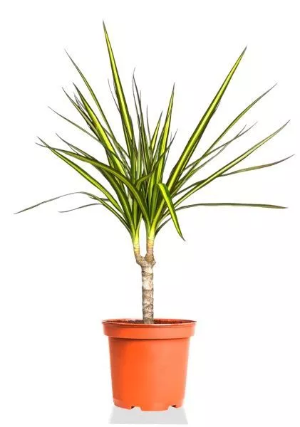 Драцена Маргината Санрей 12/40 см