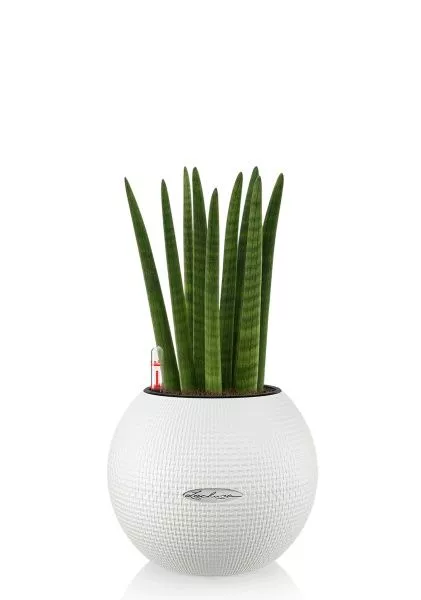 Сансевиерия Цилиндрика Спагетти 12/40 см в PURO 20