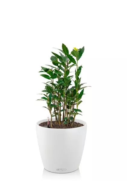 Лавр 14/40 см в CLASSICO COLOR 18