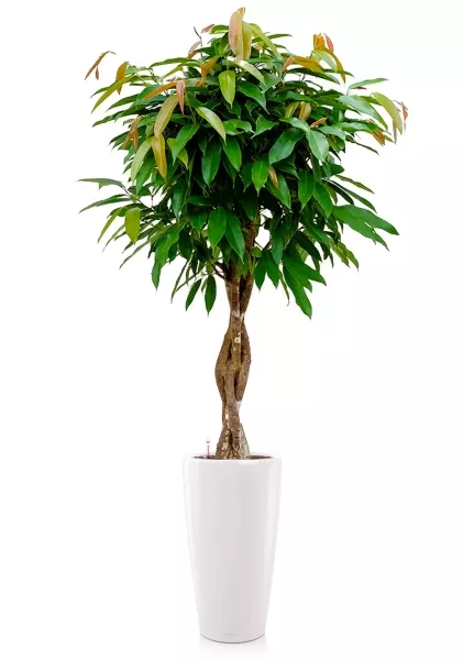 Фикус Биннендийка Амстел Кинг переплетенный 27/140 см в RONDO 32