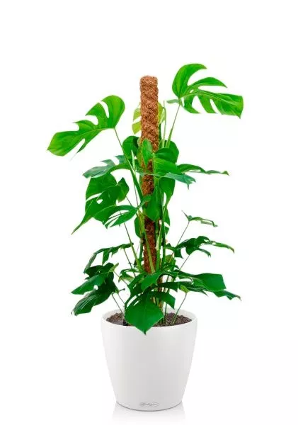 Монстера на опоре 27/150 см в CLASSICO COLOR 35