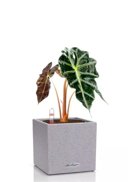 Алоказия Полли 12/30 см в CANTO STONE 14