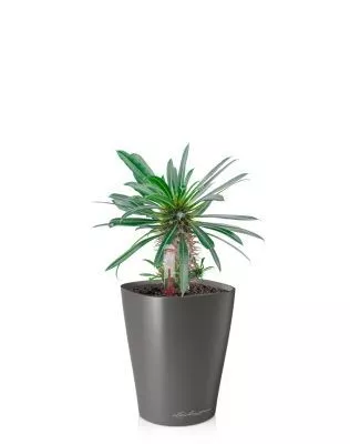 Пахиподиум Ламера 10/20 см в MINI DELTINI 10, антрацитовый металлик