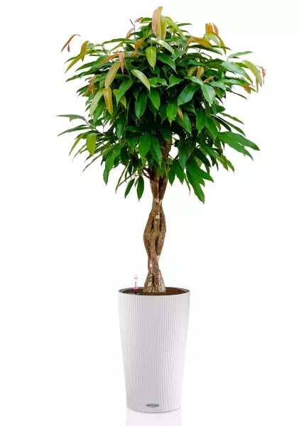 Фикус Биннендийка Амстел Кинг переплетенный 27/140 см в CILINDRO COLOR 32