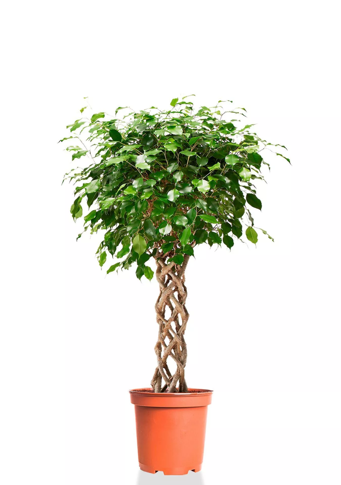 Фикус Бенджамина Экзотика цилиндр 24/100 см